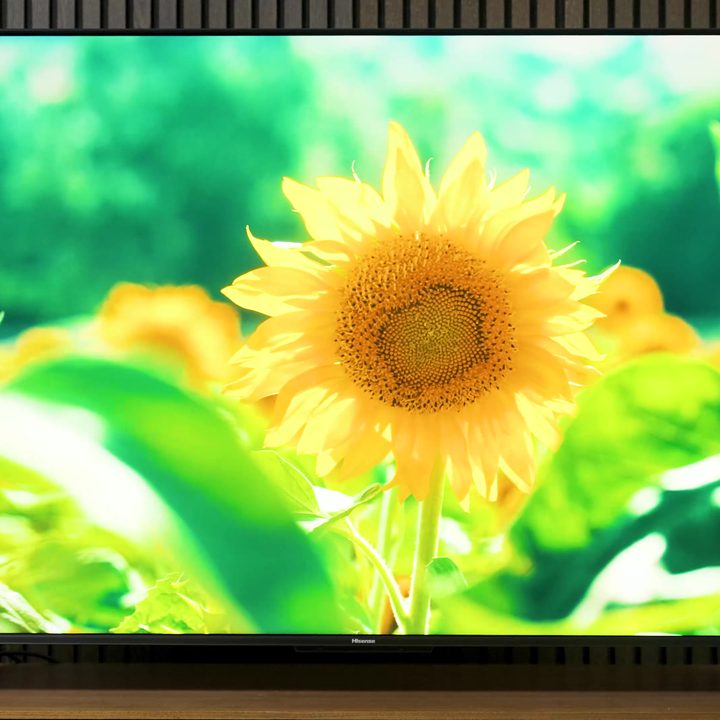 The sun illuminates a sunflower in a field shows on a Hisense U7K.