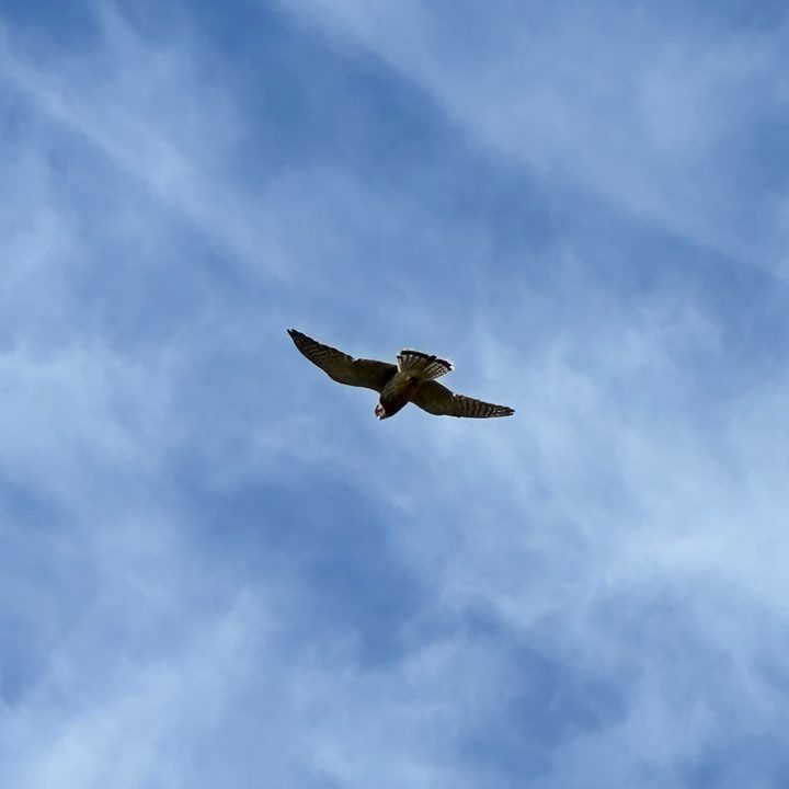 A photo taken with the Apple iPhone 14 Pro's main camera at 5x zoom.