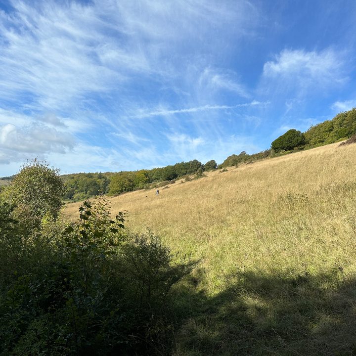 A photo taken with the Apple iPhone 14 Pro's main camera.