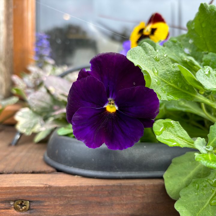 A photo taken with the Apple iPhone 15 Plus's main camera.