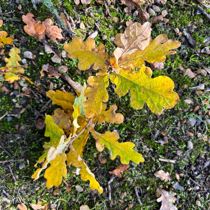 A photo taken with the Apple iPhone 15 Plus's main camera.