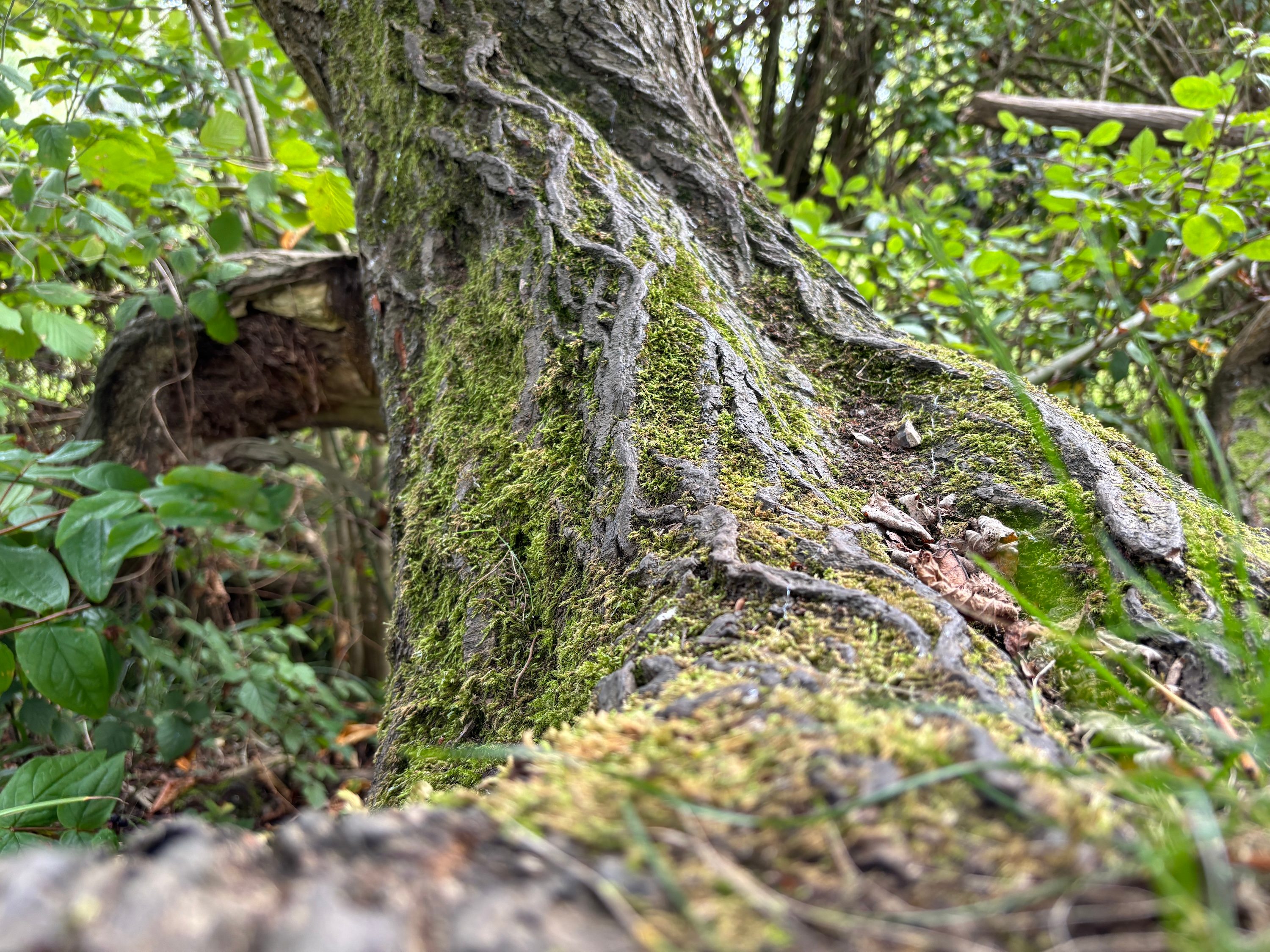 A photo taken with the Apple iPhone 15 Plus's main camera.
