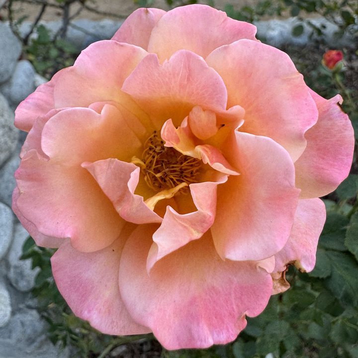 Flower closeup taken with iPhone 15 Pro main camera.