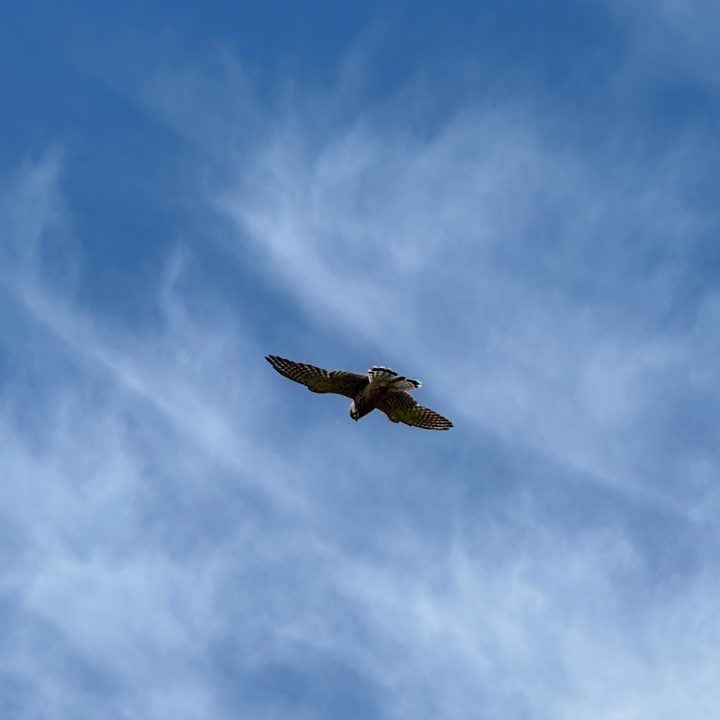 A photo taken with the Apple iPhone 15 Pro Max's 5x telephoto camera.