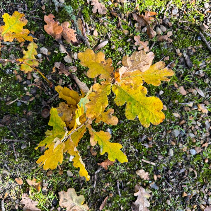 A photo taken with the Apple iPhone 15 Pro Max's main camera.