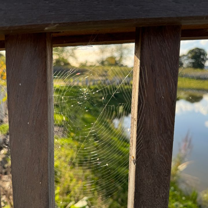 A photo taken with the Apple iPhone 15 Pro Max's main camera.
