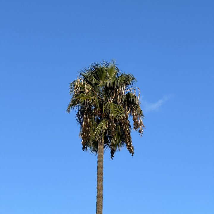 Palm tree taken with iPhone 15 Pro 3x telephoto.