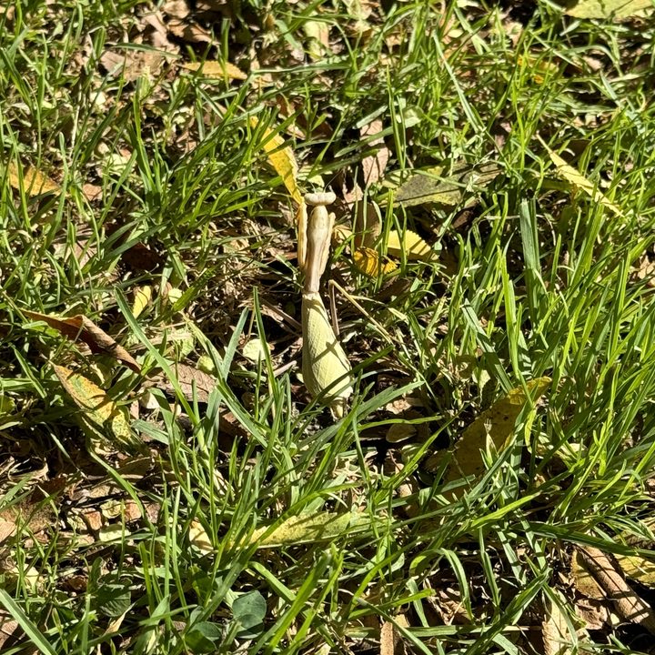 Praying mantis taken with iPhone 15 Pro 3x telephoto.