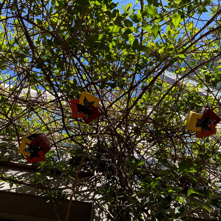 Plant canopy taken with iPhone 15 Pro main camera.