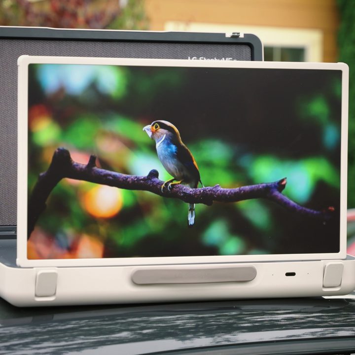 A tropical bird on a branch displayed on an LG StanbyMe Go.