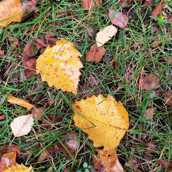 Photo of two yellow leaves on a spot of grass, taken with the Motorola Edge (2023).
