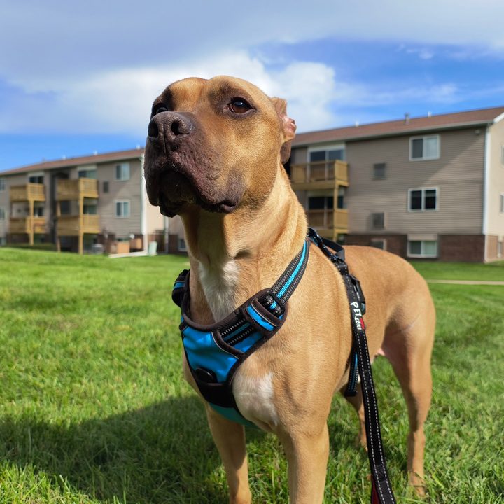 Photo of a dog standing outside with a bright blue sky above him, taken with the Motorola Edge (2023).