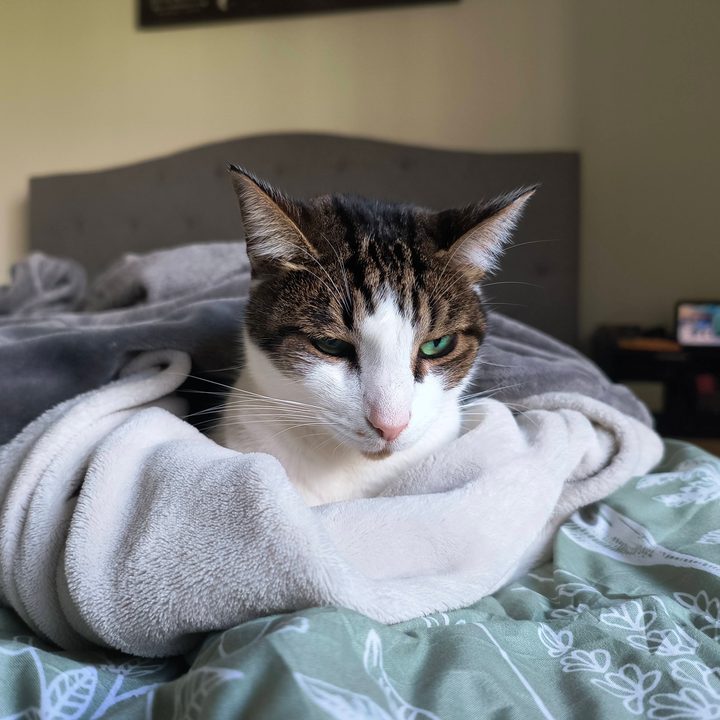 Photo of a brown and white cat curled up on a bed with a white blanket, taken with the Motorola Edge (2023).