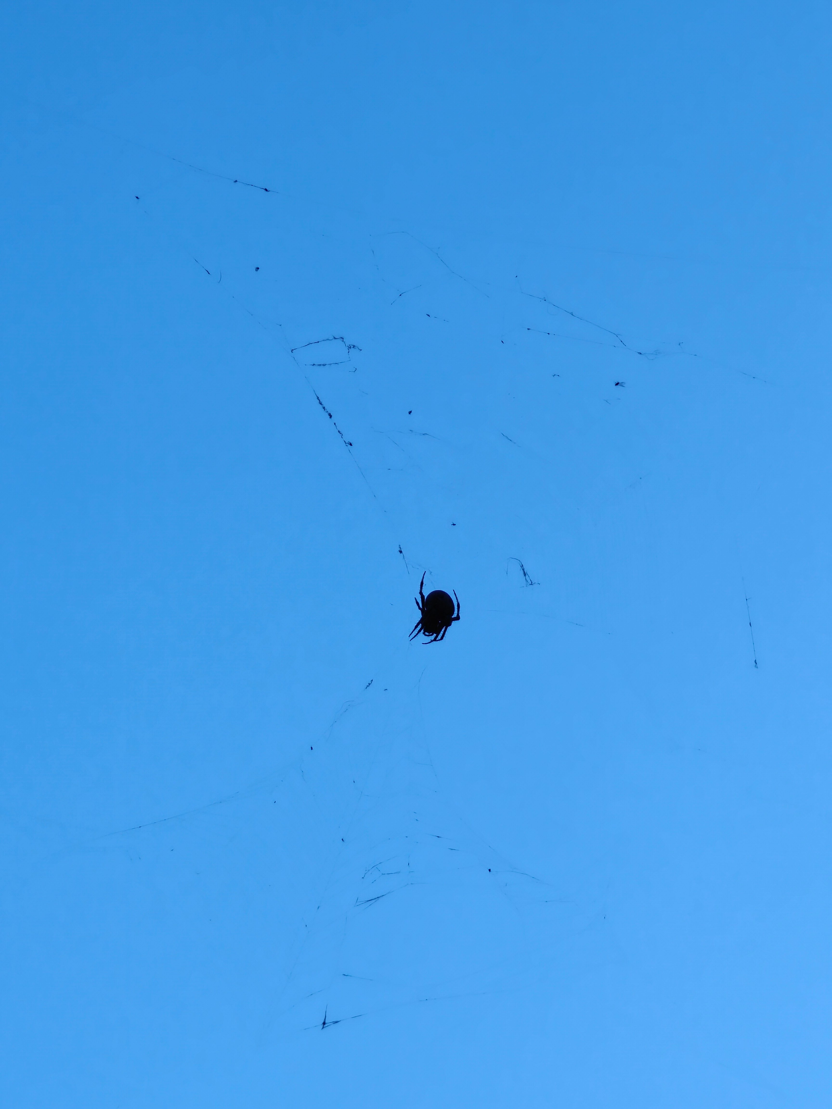 Spider in a web 3x optical zoom taken on OnePlus Open.