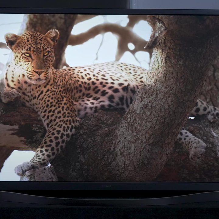 A cheetah lounges in a tree shows in a Samsung F8500 Plasma.
