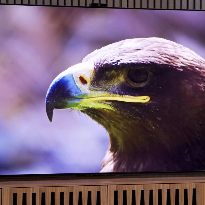 Picture of a bird on a Sony A95L QD-OLED.