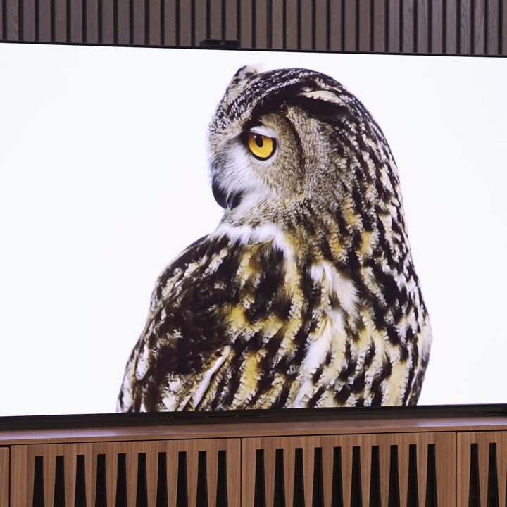 An owl against a stark white background on a Sony A95L QD-OLED.