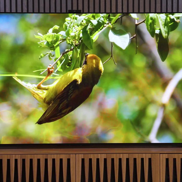 An image of a bird on the Sony A95L QD-OLED.