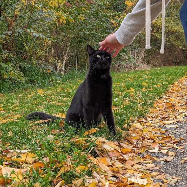 A photo of someone petting a black cat, taken with the Google Pixel 8 Pro.
