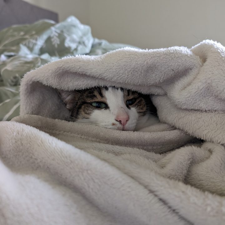 A photo of a cat hiding under a white blanket, taken with the Google Pixel 8 Pro.