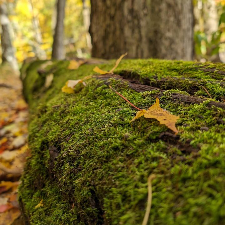 A close-up photo of moss growing on a downed tree, taken with the Google Pixel 8 Pro.
