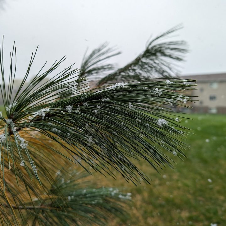 A photo of snow on a pine tree, taken with the Google Pixel 8 Pro.