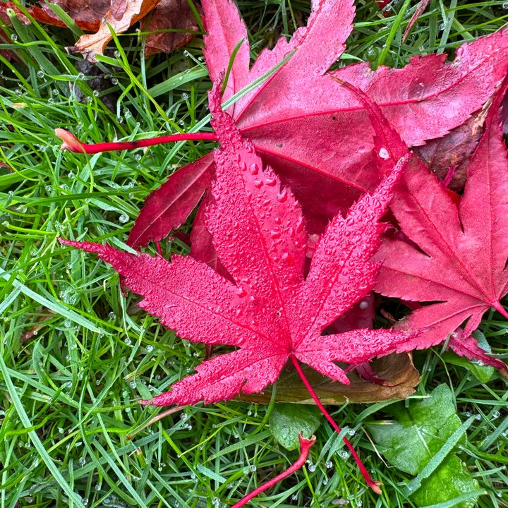 A photo taken with the Apple iPhone 15 Pro Max's main camera.