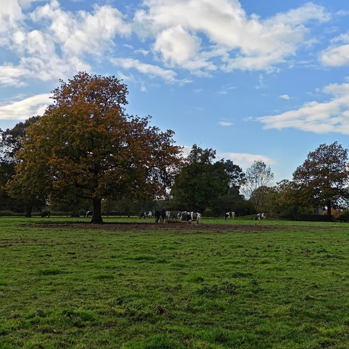 A photo taken with the OnePlus 11's main camera at 2x zoom.