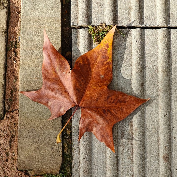 A photo taken with the OnePlus 11's main camera.