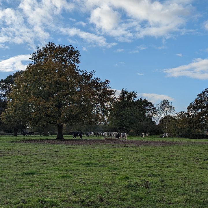 A photo taken with the Google Pixel 8's main camera at 2x zoom.