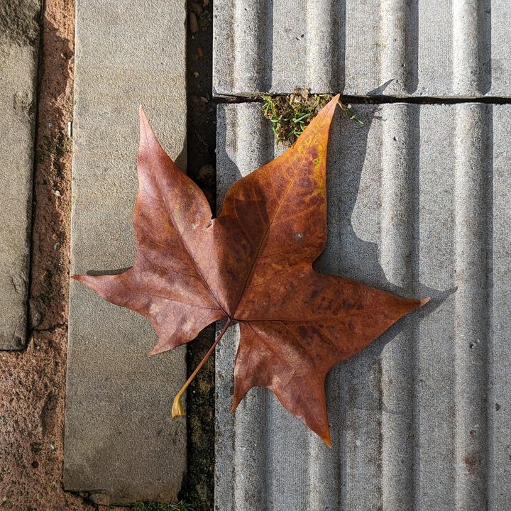 A photo taken with the Google Pixel 8's main camera.