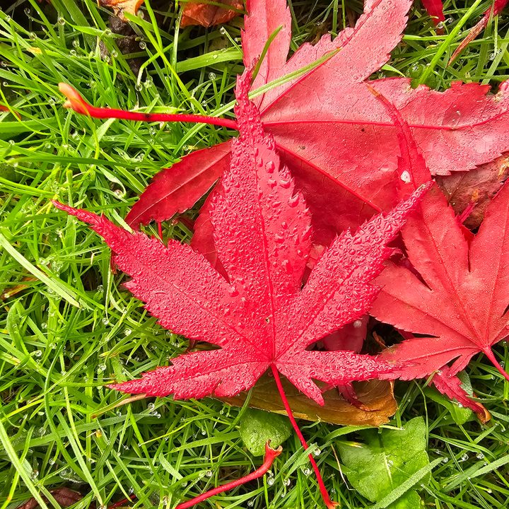 A photo taken with the Galaxy S23 Ultra's main camera.