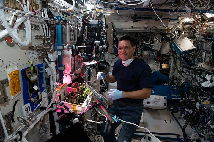 NASA astronaut and Expedition 68 Flight Engineer Frank Rubio checks tomato plants growing inside the International Space Station for the XROOTS space botany study on Oct. 14, 2022.
