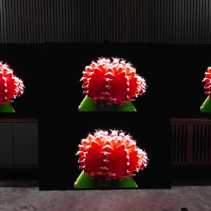 A red cactus flower against a black background shown on four TVs.
