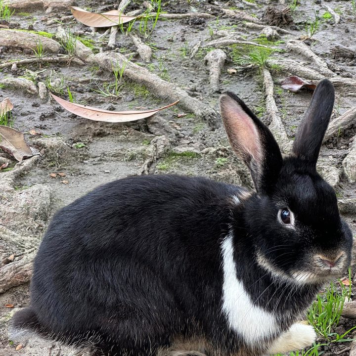 Edited photo of a bunny using Magic Editor on Google Pixel 8 Pro.