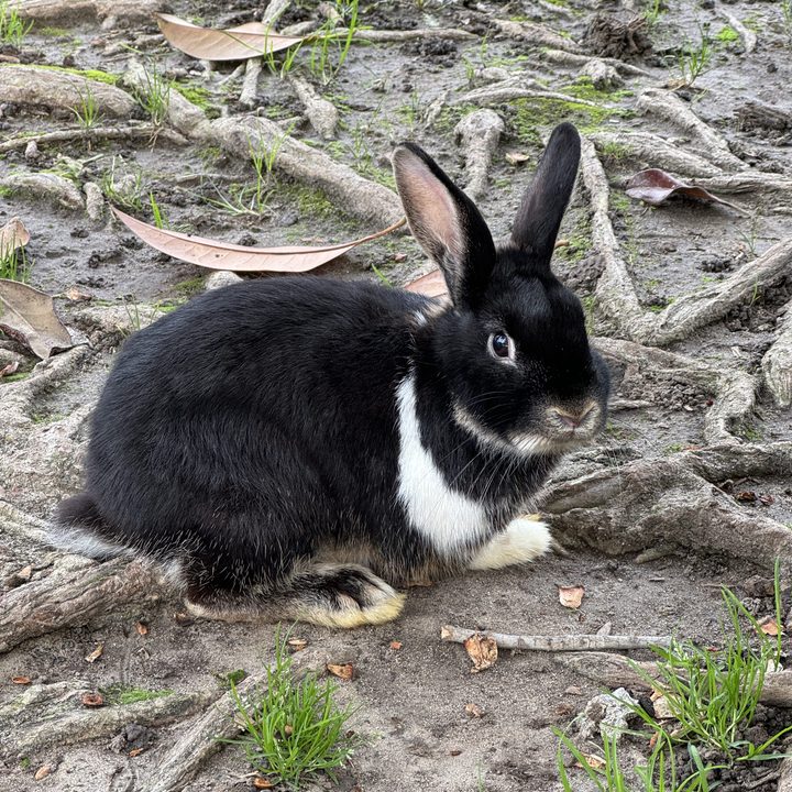 Unedited photo of a bunny.
