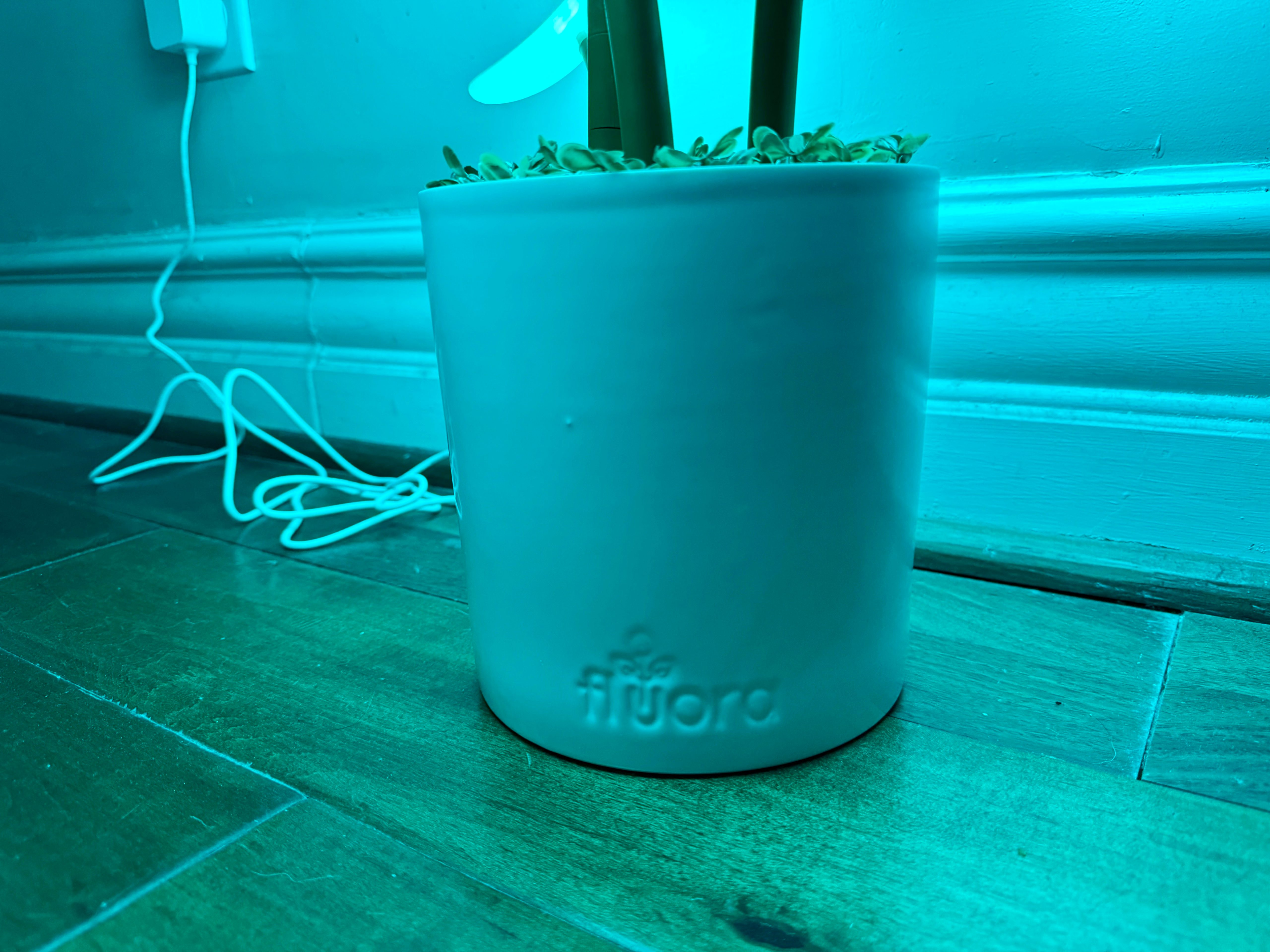 Fluora Mini in a hallway showing the base of the pot.