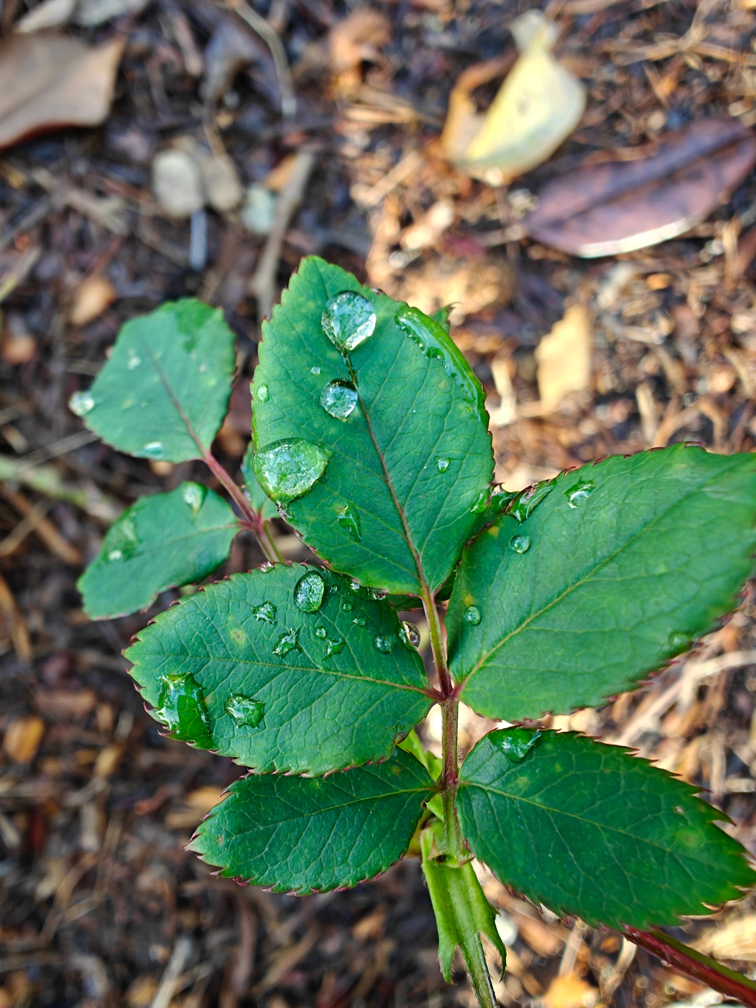 Macro shot of water drops on plant taken with OnePlus 12.