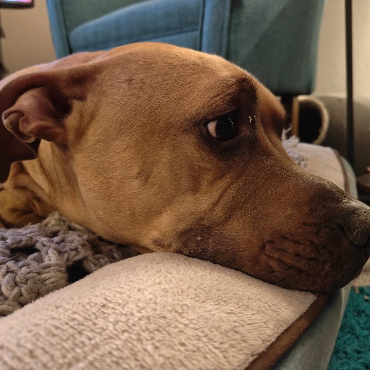 A close-up photo of a dog laying in a bed, taken with the OnePlus 12R.