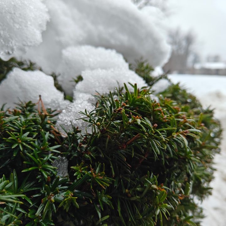 A photo of a bush with snow on top of it, taken with the OnePlus 12R.