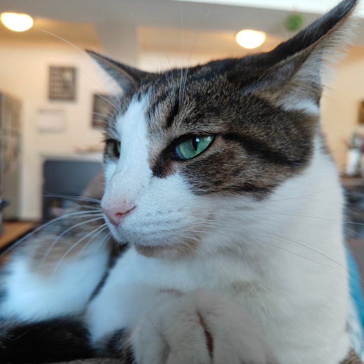A white and brown cat sitting on a couch, taken with the OnePlus 12R.