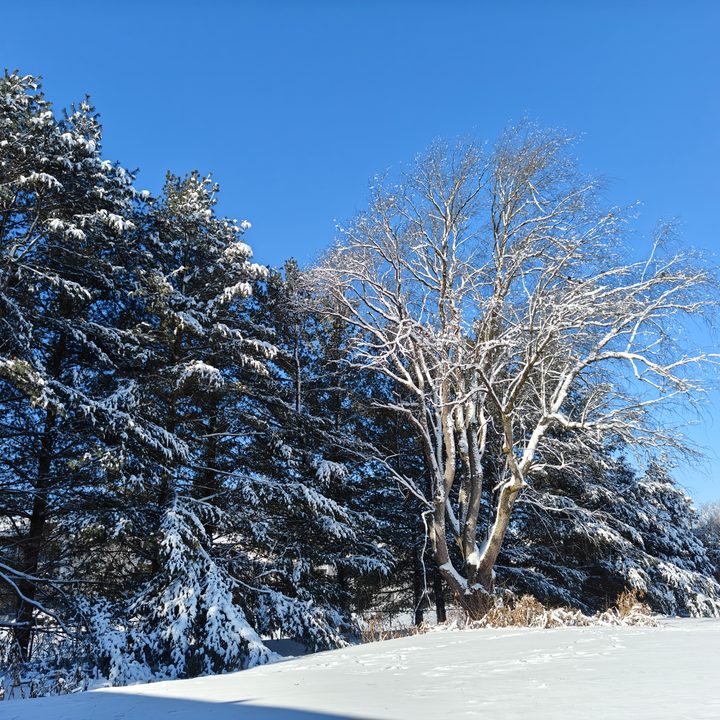 A photo of trees with snow on them, taken with the OnePlus 12R.
