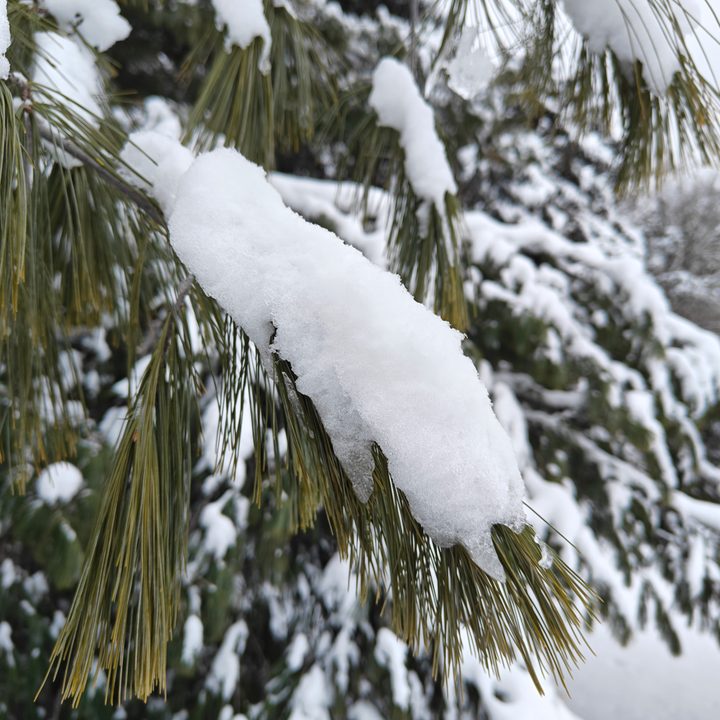 A pine tree with snow on its needles, taken with the OnePlus 12R.