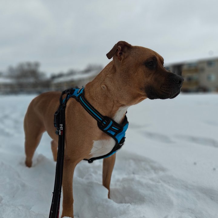 A dog standing in the snow, taken with the OnePlus 12R.
