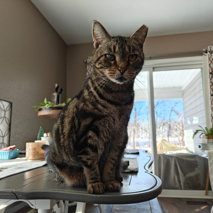 A cat sitting on top of a kitchen table, taken with the OnePlus 12R.