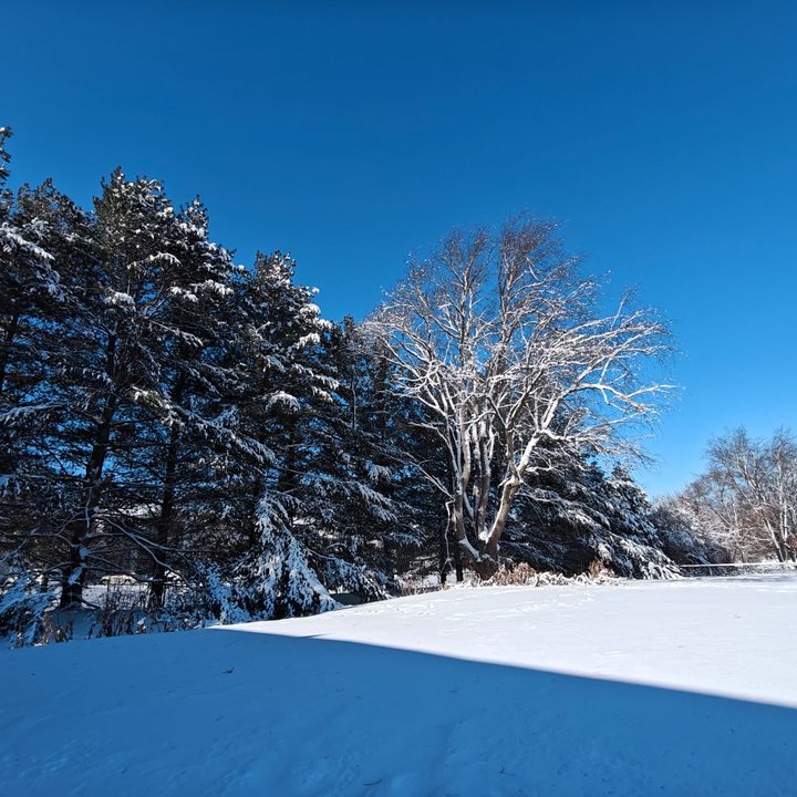 A photo of trees with snow on them, taken with the OnePlus 12R.