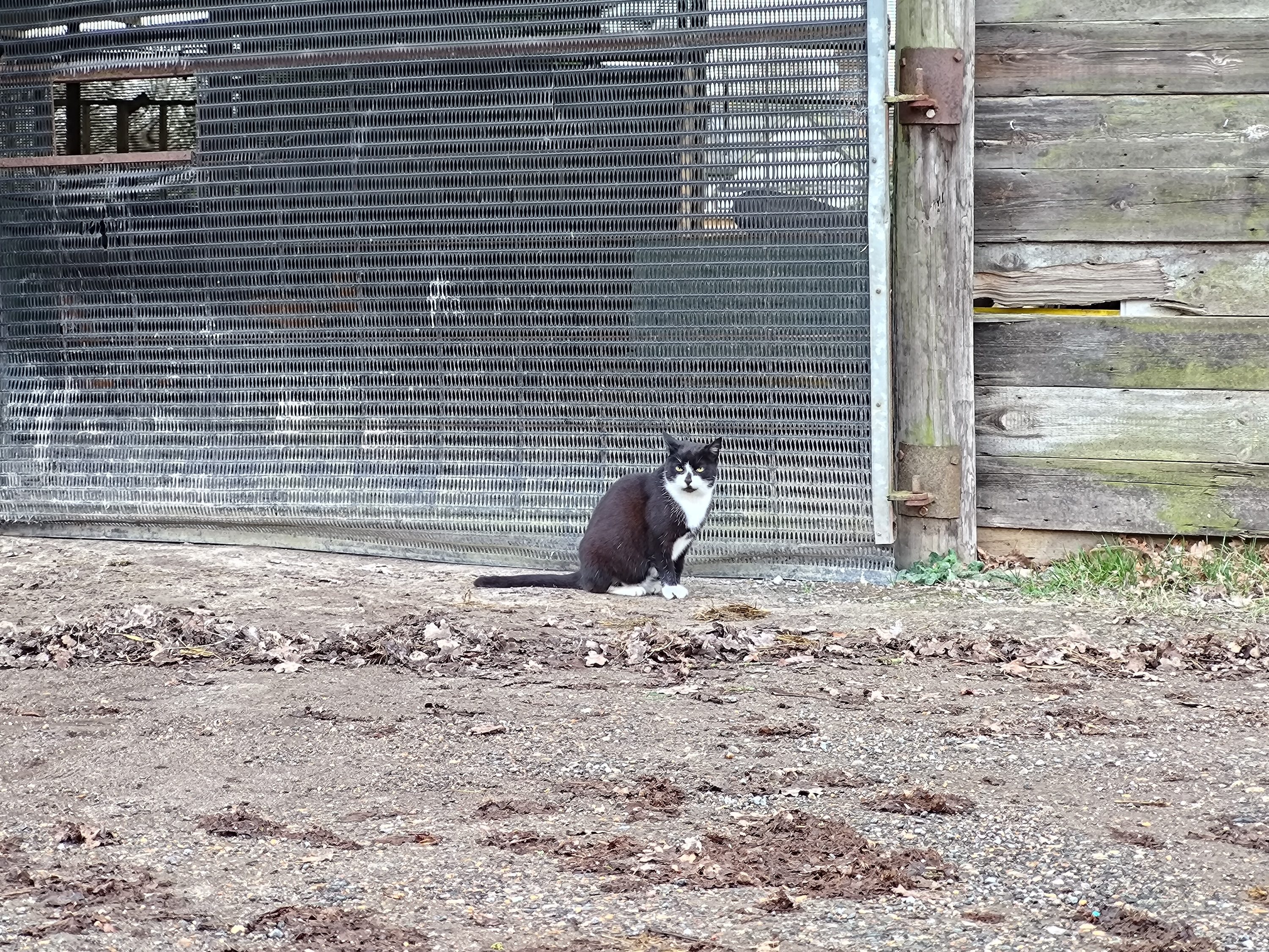 A photo taken using the Asus ROG Phone 8 Pro's 3x zoom camera.