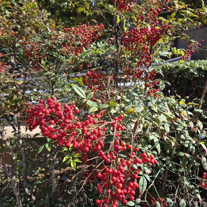 Photo of plant taken with Samsung Galaxy S24.