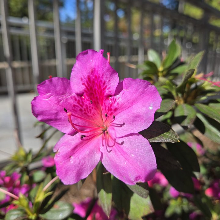 Bright pink flower taken with Samsung Galaxy S24.