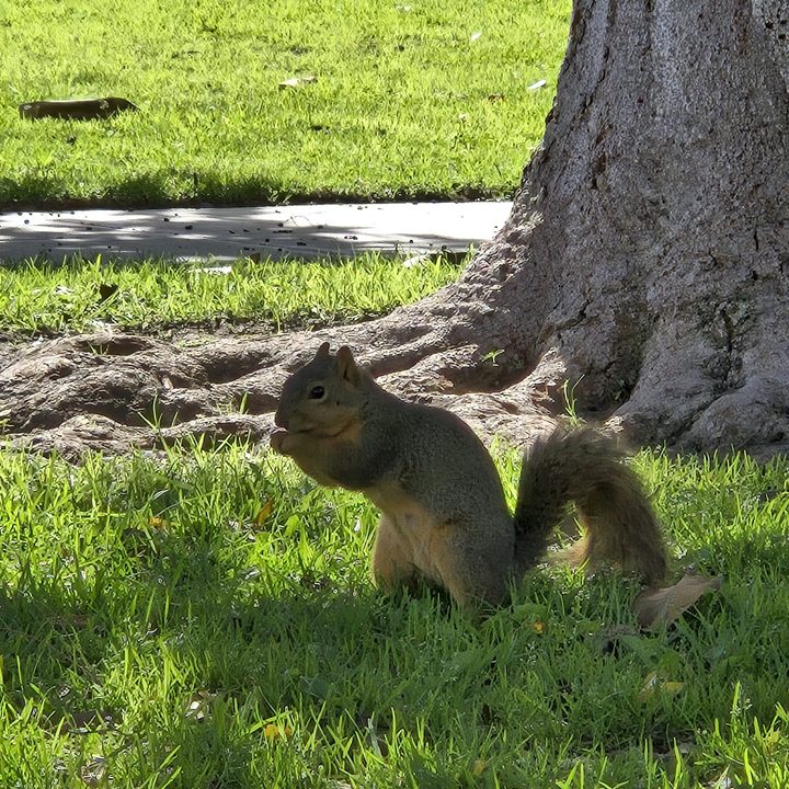 Zoomed in photo of squirrel taken with Samsung Galaxy S24.